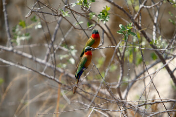 Red-chested sun birds resting on a tree below Murchison Falls, Uganda