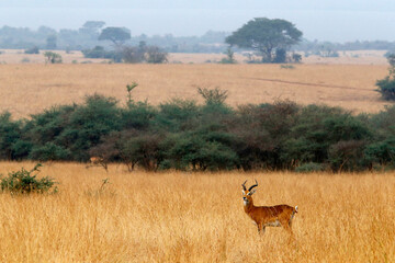 Male grant gazelle in Murchison Falls National park, Uganda