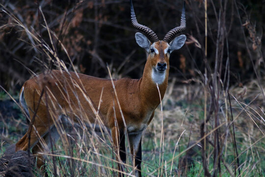 Bubale at Ziwa national park, Uganda