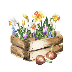 Wooden box with seedlings of bulbous flowers. Daffodils, Narcissus flower and crocuses. Spring work in the garden. Hand drawn watercolor illustration isolated on white background