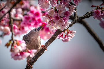 Chestnut-tailed Starling bird collecting nectar from cherry blossom, bird perched in cherry tree, bird in Taiwan
