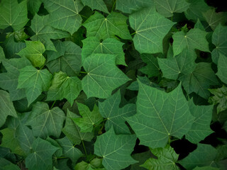 vegetable plant wallpaper illustration, green Nature leaves background concept