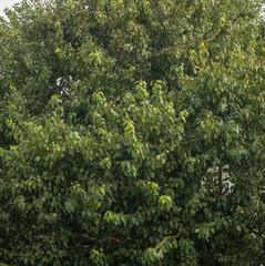 sacred fig leaves square tree background shade lighting