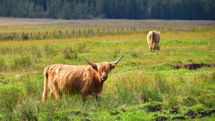 Highland coo cow with long hair and big horns in pasture field. Farming in Scotland, United Kingdom, Europe