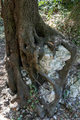 roots of a tree with a heart inside