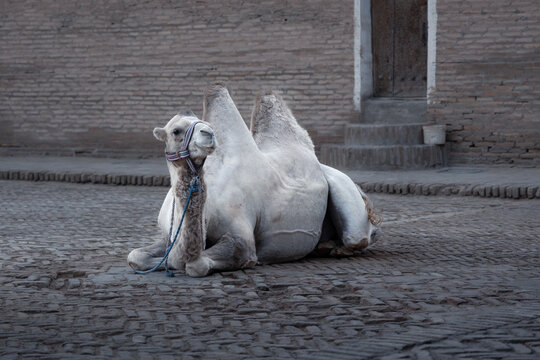 Old city street scene with big white camel lying on cobbled square, Ichan Kala, Khiva, Uzbekistan
