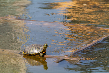 Fototapeta premium ミシシッピアカミミガメ