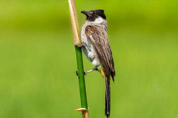 The sooty-headed bulbul (Pycnonotus aurigaster) Burung Kutilang atau Burung Cangkurileung, animal closeup