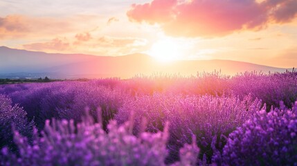 Wonderful scenery, amazing summer landscape of blooming lavender flowers, peaceful sunset view