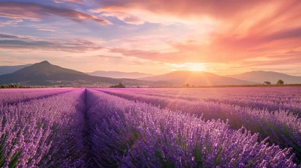 Zelfklevend Fotobehang Wonderful scenery, amazing summer landscape of blooming lavender flowers, peaceful sunset view © mirifadapt