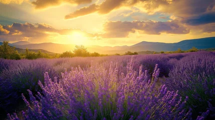 Foto op Plexiglas Wonderful scenery, amazing summer landscape of blooming lavender flowers, peaceful sunset view © mirifadapt