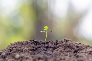 Small seedling grows in fertile soil, surrounded by nature's elements, showcasing the beauty of new...