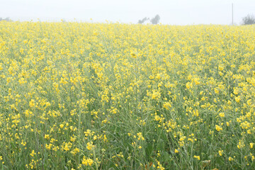 Mustard flower field is full blooming, yellow mustard field landscape industry of agriculture, mustard flowers closeup photo