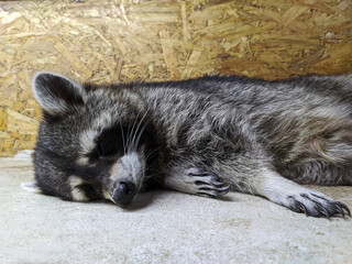 sleeping raccoon, medium-sized mammal, close-up