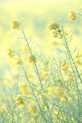 Fototapeta premium Mustard flower field is full blooming, yellow mustard field landscape industry of agriculture, mustard flowers closeup photo