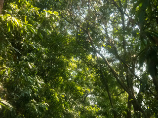 Nature green tree dreamy backgound greenery environment wallpaper concept