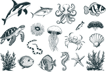 Undersea Animals set. Vector hand drawn outline style. Vintage sketch engraving illustration. - obrazy, fototapety, plakaty