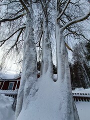 Birch tree in winter cowered by snow