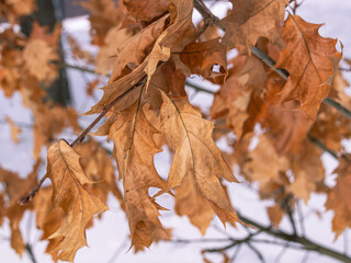 Yellowed dry maple leaves. Maple leaves in winter. Nature in winter.