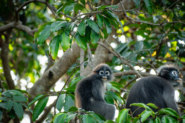 Baby Dusky Langur on the tree