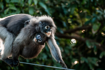 Dusky Langur with their young