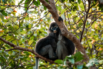 Dusky Langur with their young on the trees