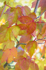 autumn maple leaves