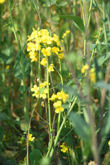 Mustard flower field is full blooming, yellow mustard field landscape industry of agriculture, mustard flowers closeup photo