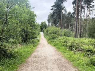 Obraz premium A view of Delamere Forest in Cheshire