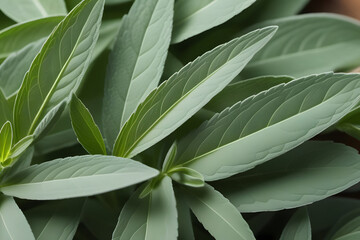 Close-up of green leaves with serrated edges and pointed tips