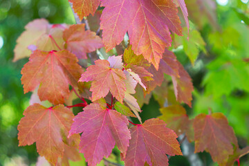 red maple leaves in autumn