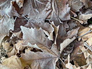 hojas secas heladas congeladas marrones invierno otoño IMG_5187-as24