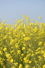 Fototapeta premium Mustard flower field is full blooming, yellow mustard field landscape industry of agriculture, mustard flowers closeup photo