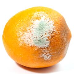 The big orange started to get moldy