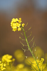 Mustard flower field is full blooming, yellow mustard field landscape industry of agriculture, mustard flowers closeup photo