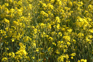 Mustard flower field is full blooming, yellow mustard field landscape industry of agriculture, mustard flowers closeup photo