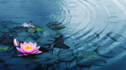 closeup of a beautiful water liliy plant underwater in a pond on a rainy summer day, nature scene...