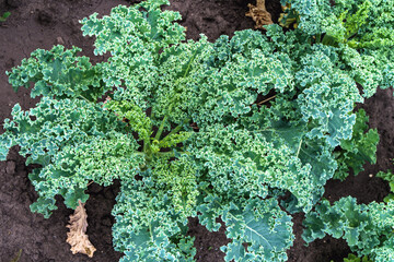 Curly kale leaves in the garden