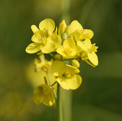 Obraz premium Mustard flower field is full blooming, yellow mustard field landscape industry of agriculture, mustard flowers closeup photo