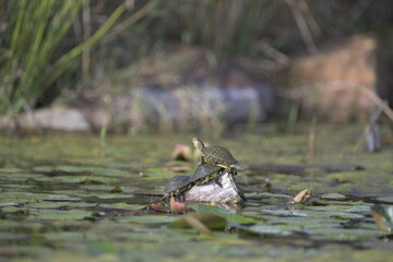 Baby Turtles Stacked Sunbathing 