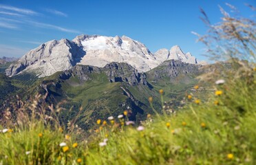 Fototapeta premium mount Marmolada peak flowers Alps Dolomites mountains