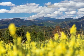 yellow flowering meadow and mount Kralova Hola © Daniel Prudek