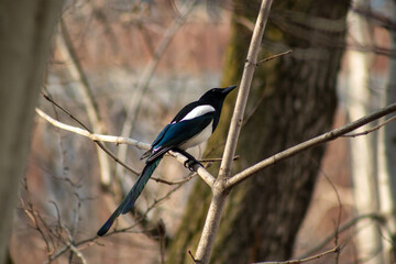 Fototapeta premium magpie bird standing on tree branches in the forest