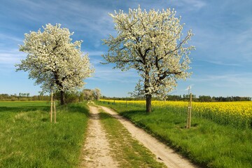 Obraz premium Alley flowering cherry trees dirt road field rapeseed