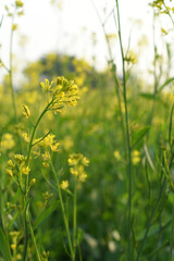 Mustard flower field is full blooming, yellow mustard field landscape industry of agriculture, mustard flowers closeup photo