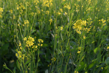 Mustard flower field is full blooming, yellow mustard field landscape industry of agriculture, mustard flowers closeup photo