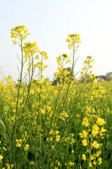 Mustard flower field is full blooming, yellow mustard field landscape industry of agriculture, mustard flowers closeup photo