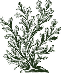 Seaweed hand drawn style. Vintage sketch engraving illustration.