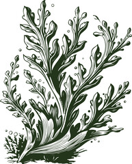 Seaweed hand drawn style. Vintage sketch engraving illustration.