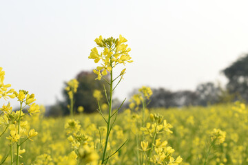 Mustard flower field is full blooming, yellow mustard field landscape industry of agriculture, mustard flowers closeup photo